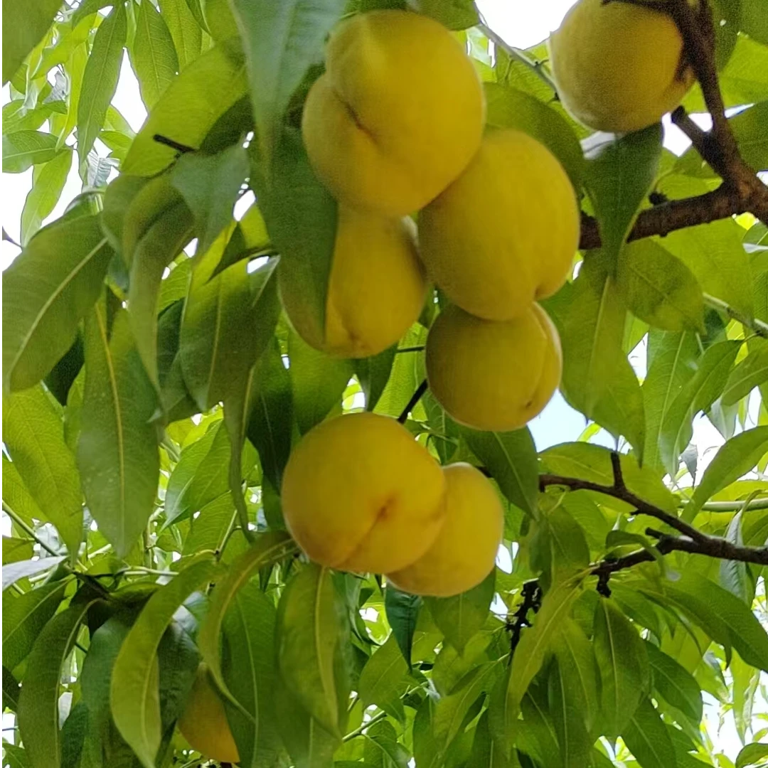 【太和黄桃】果园直发太和黄桃带箱装5斤电商标快