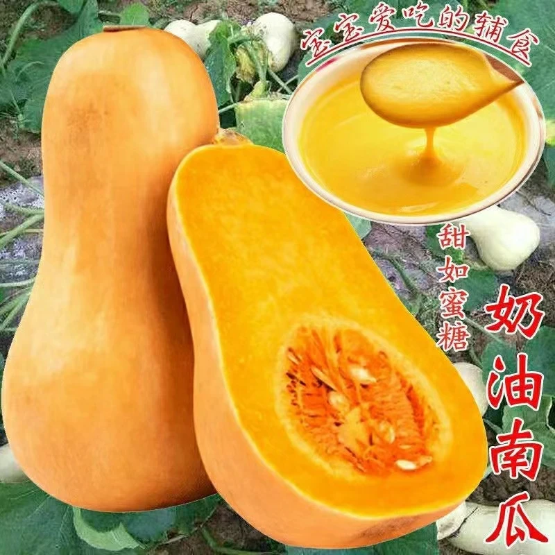 (拍2发3)奶油南瓜阿根廷南瓜种籽四季早熟高产蔬菜种子