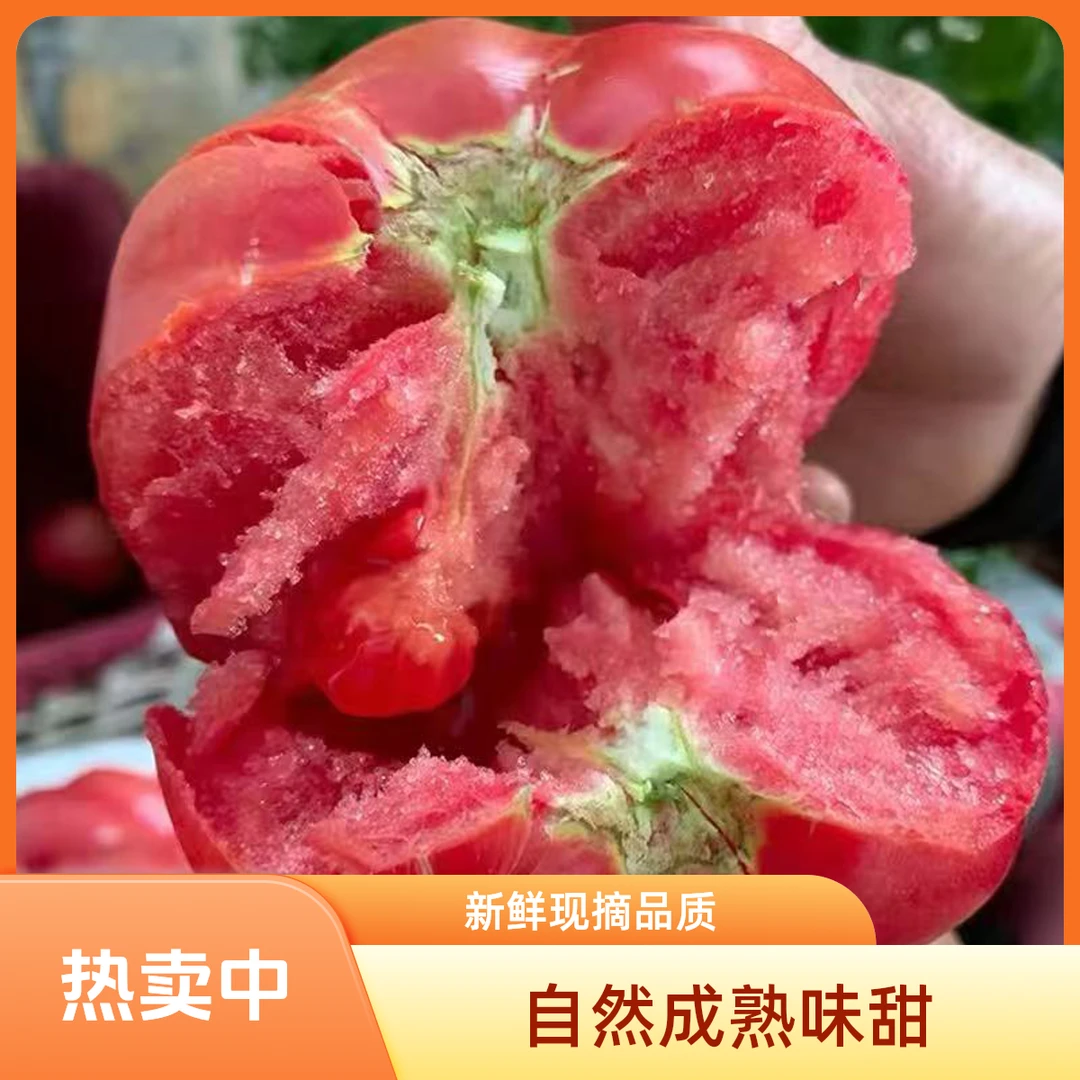 云南高山柿子西红柿番茄农家老品种水果柿子露天纯天然老式