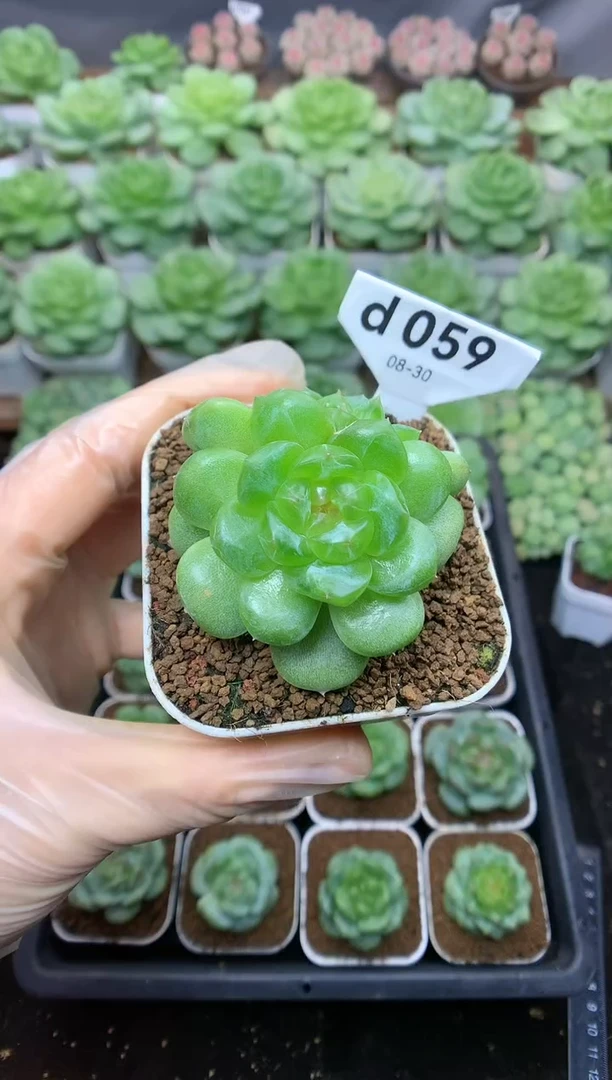 d059 鑫鑫哥 遥遥珍妮 脱土发 59.9