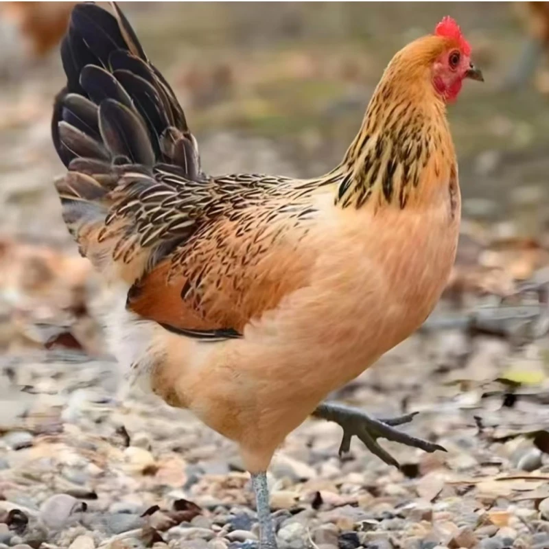 【拍10只送2只】鸡苗活鸡幼苗宠物鸡活鸡大种麻羽土鸡青脚绿壳蛋鸡