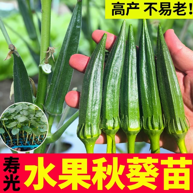 水果秋葵苗春季蔬菜苗黄红秋葵秧苗葵家庭阳台水果蔬菜种植四季