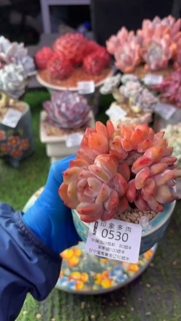 昆明印象多肉0530