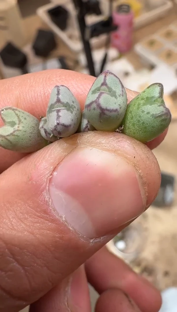 79多肉植物肉锥苏克曼杂交一颗