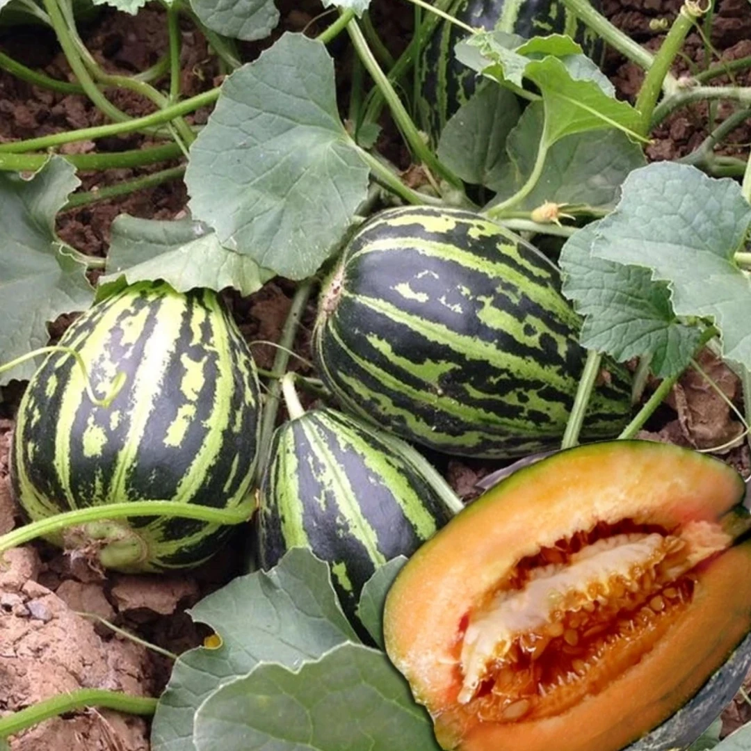 【冰糖子甜瓜种子】高产冰糖甜瓜种子花蜜特甜香瓜冰糖子阳台种子
