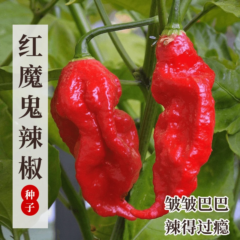 印度魔鬼椒辣椒种子种籽超辣高产夏季南方种四季蔬菜种苗种孑籽种