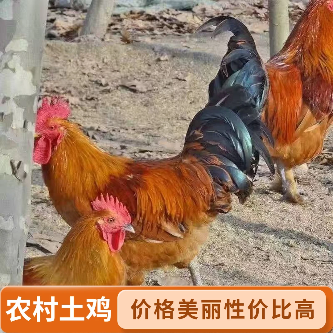 ，淮南草成年鸡下蛋鸡 宠物鸡  【每只重量4-5斤左右】   2只