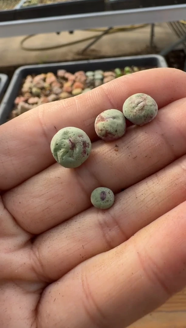 【闪购商品】7-268