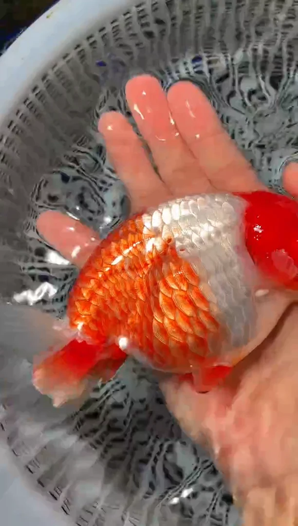 金鱼（运费自理，马印灯照射）福州追鱼兰寿金鱼