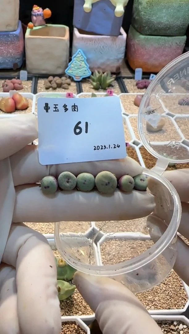 【闪购商品】25.1.24-61谷安