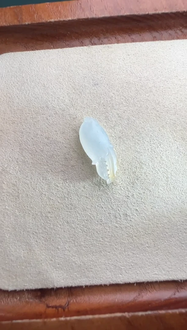 未镶嵌定制翡翠冰黄蟹钳