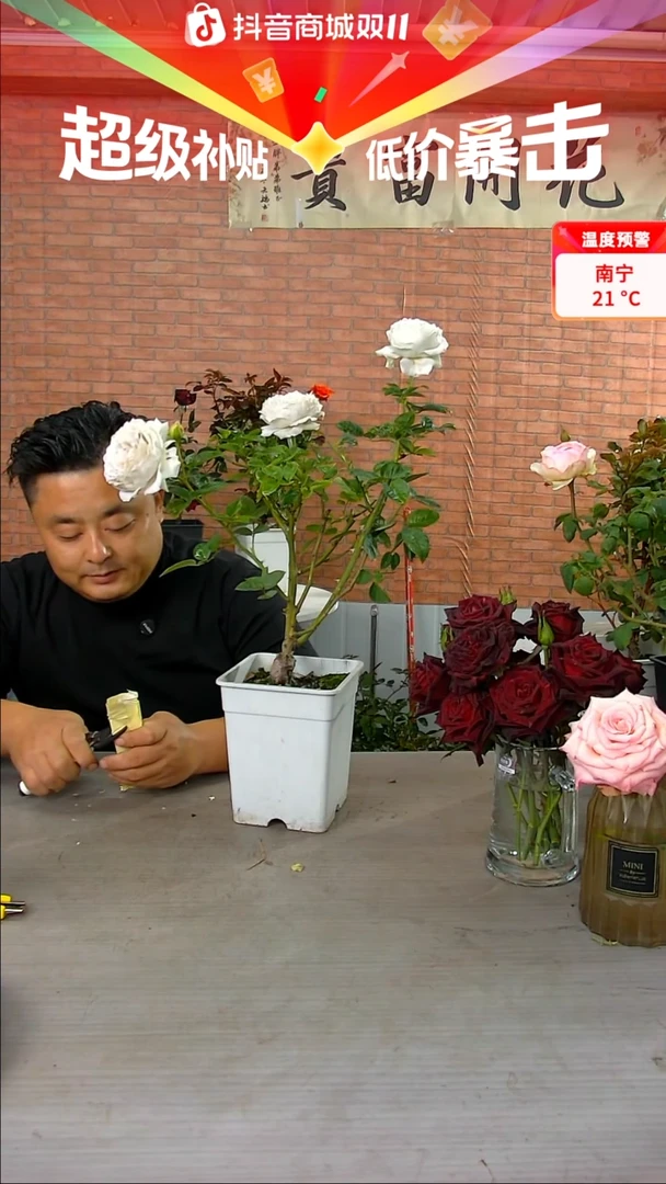 当前无花朵，栽培后可花朵珍珠牛乳