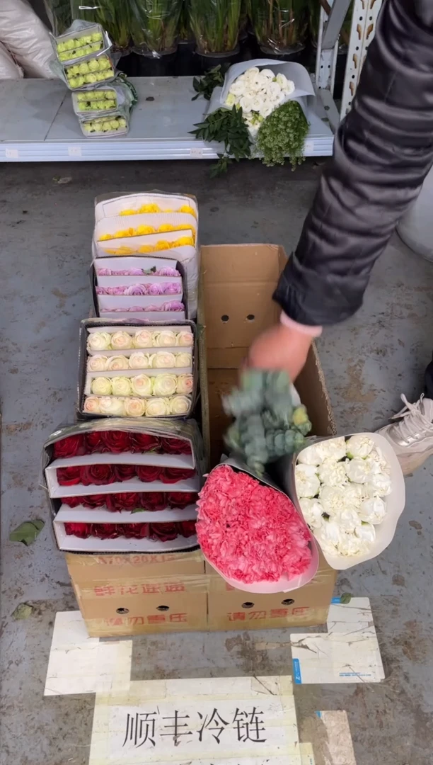 海洋之歌+高原红+金枝+小白兔+粉钻+粉佳人+紫精灵+白康+绿康