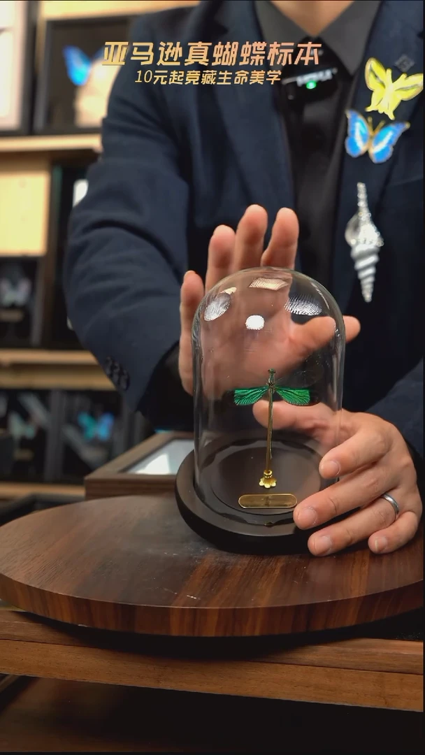 华艳色蟌小号玻璃罩