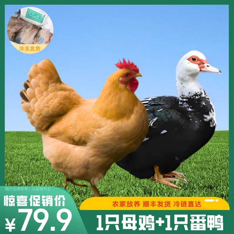 【买一送一】买一只老母鸡送一只（净膛）番鸭农家散养土鸡到手2只宰杀好8斤顺丰包邮 包冰率不含冰