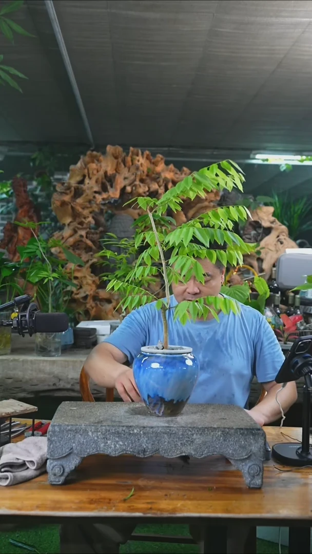 完全开放黄花梨442+