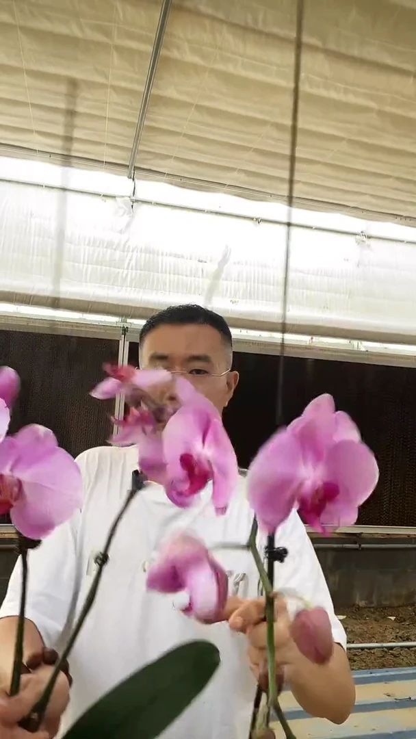大部分开放少量花苞微瑕倾城2棵
