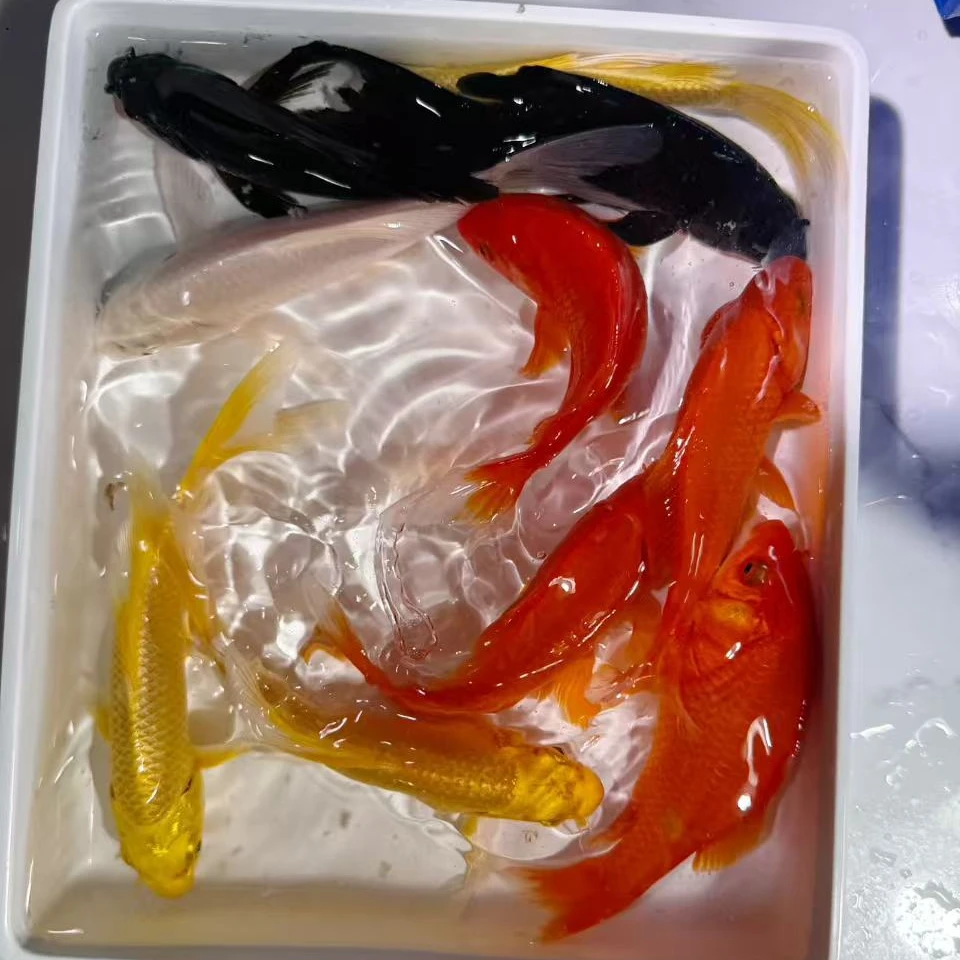 九五至尊【3红3黄2黑1白】8-10公分冷水鱼活体观赏鱼锦鲤鱼