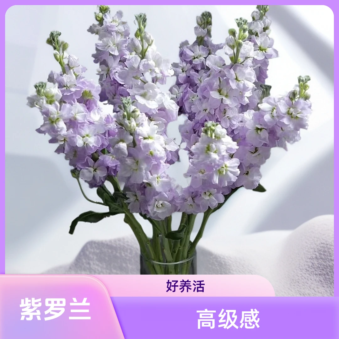 【AAA级紫罗兰】白色粉色紫色三文鱼洋桔梗花卉花束色鲜花花卉多头