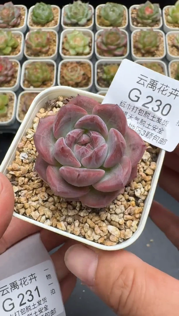 230G云禹多肉植物 脱土纸巾打包 3颗包邮
