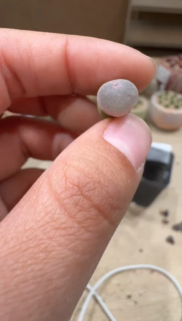 17-32多肉植物肉锥