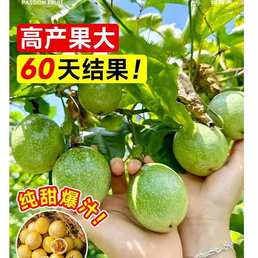 纯甜黄金百香果树苗果苗四季嫁接苗爬藤阳台客厅水培植物