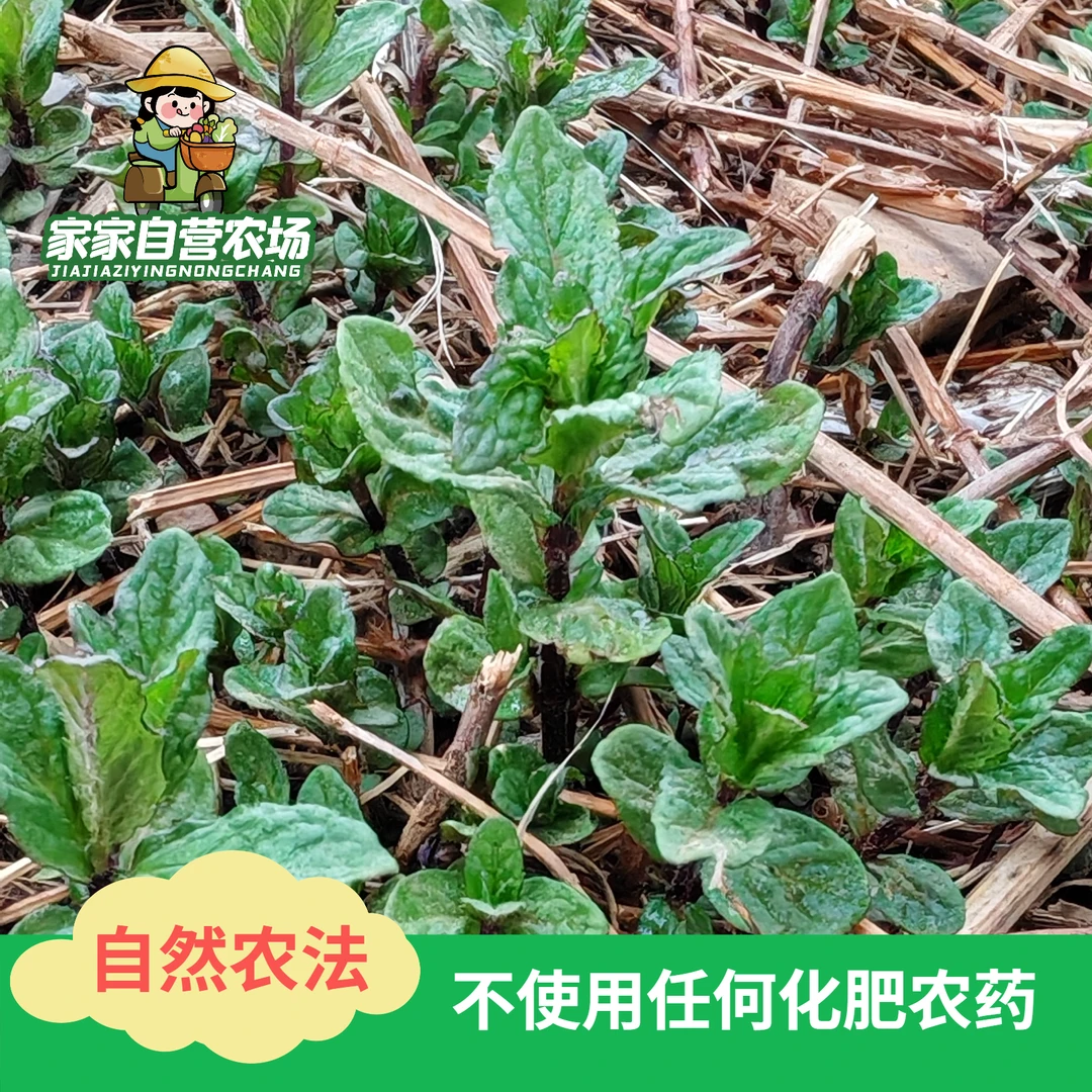 【家家自营农场】年订应季蔬菜箱，自然农法生态农场。一年52箱