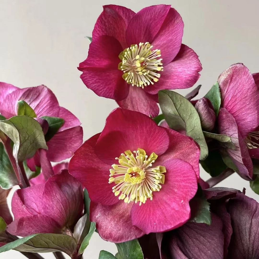 菟葵~小众花材（任满3单顺丰空运包邮）10%不售后