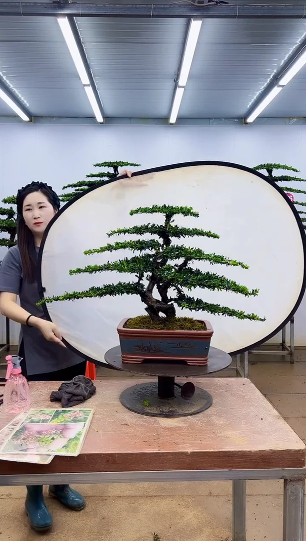 无花朵一物一拍，所见即所得