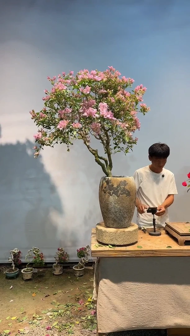 全部花朵飘***乐三角梅39