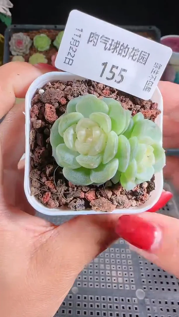 1122-155无尽灯群生不包整