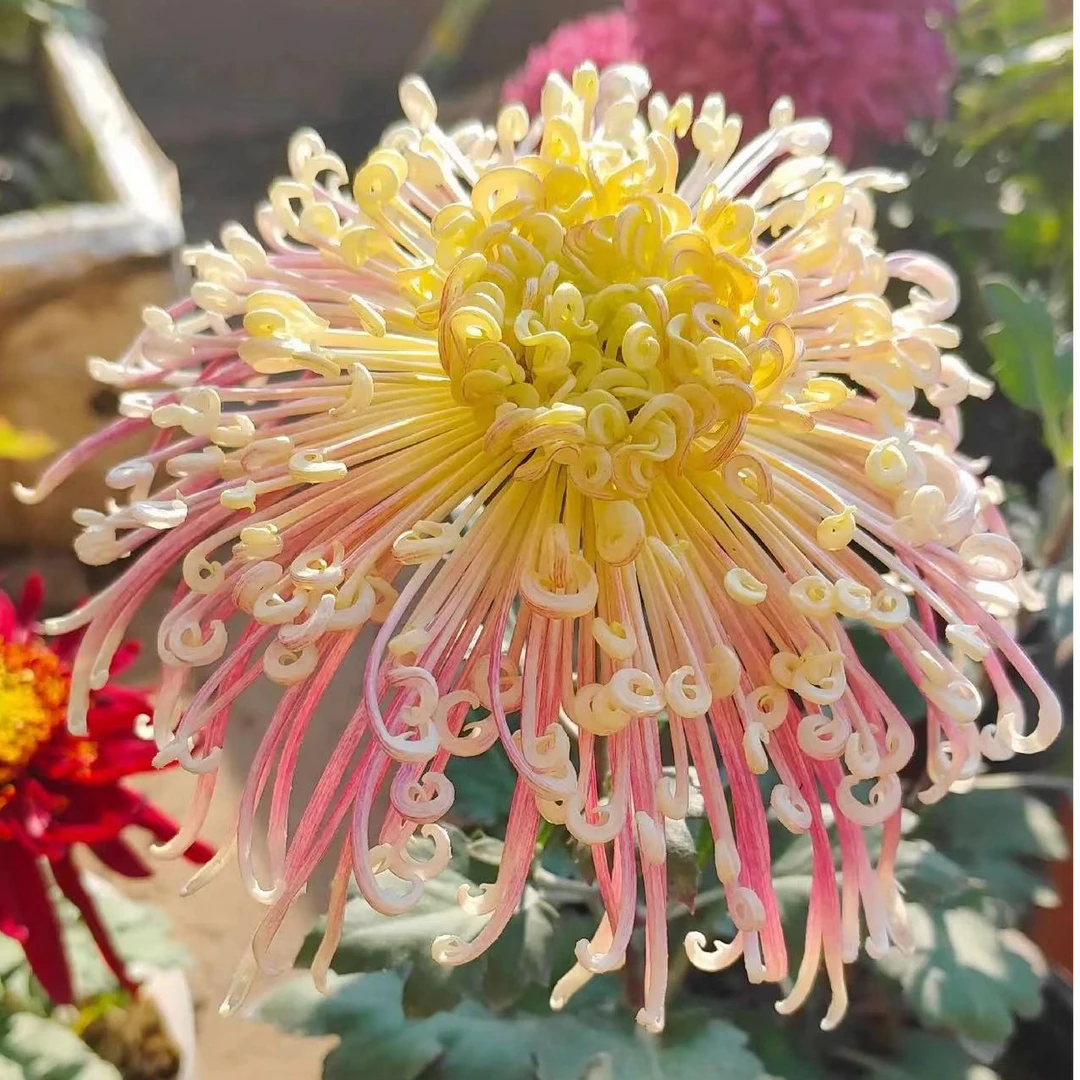 【夜明珠】九月大菊花小苗稀有品种花期长耐热耐寒易养活喜阳