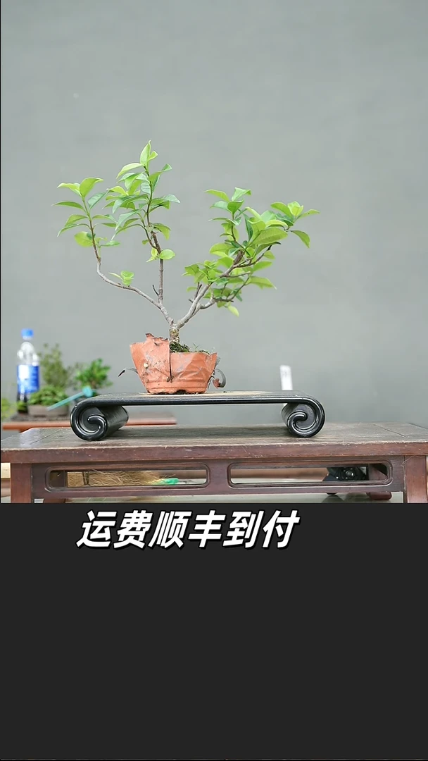 王*儿38