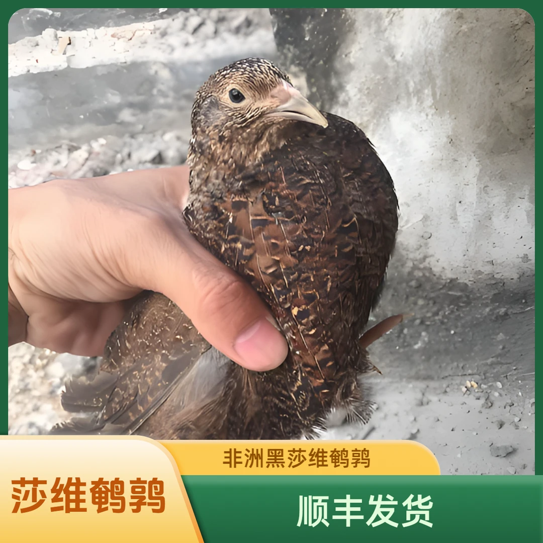 非洲黑莎维产蛋鹌鹑