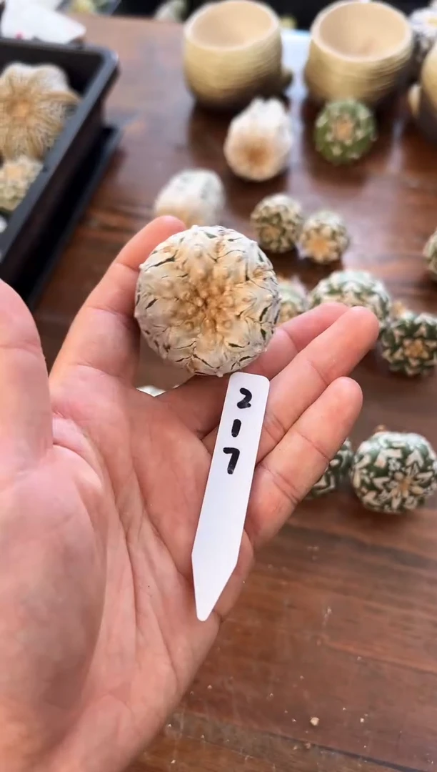 人****＇不含盆土实生带生长纹编码217