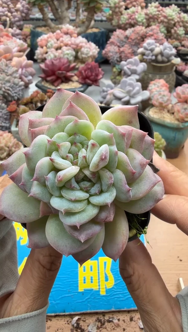 东云多肉园二店-328