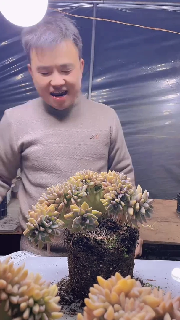 【闪购商品】缀化334