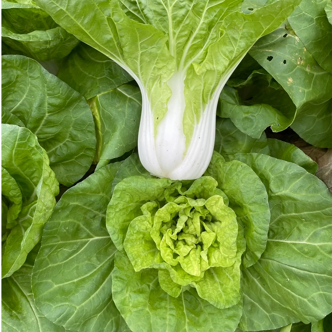 露天霜打奶白菜新鲜小白菜强烈推荐