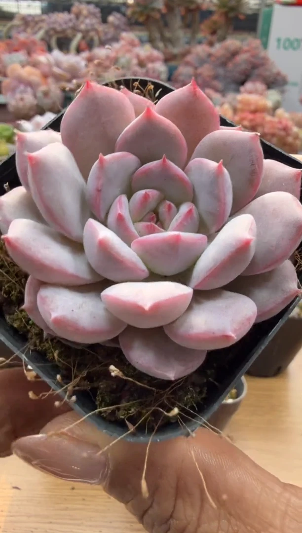 东云多肉园二店-206