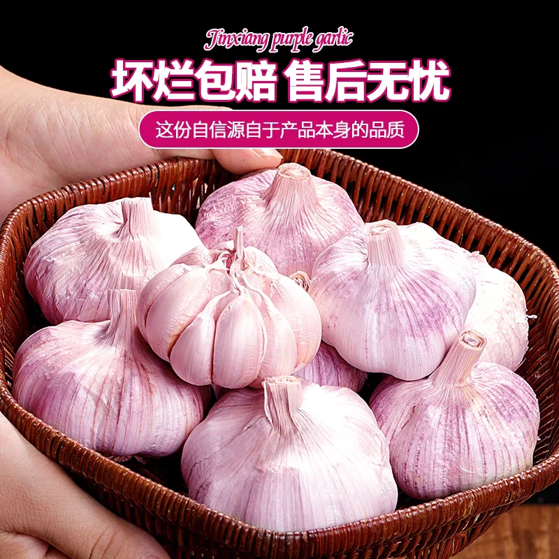 新鲜饱满自然晾晒紫白皮大蒜厨房必备辛辣提香当季新鲜蔬菜
