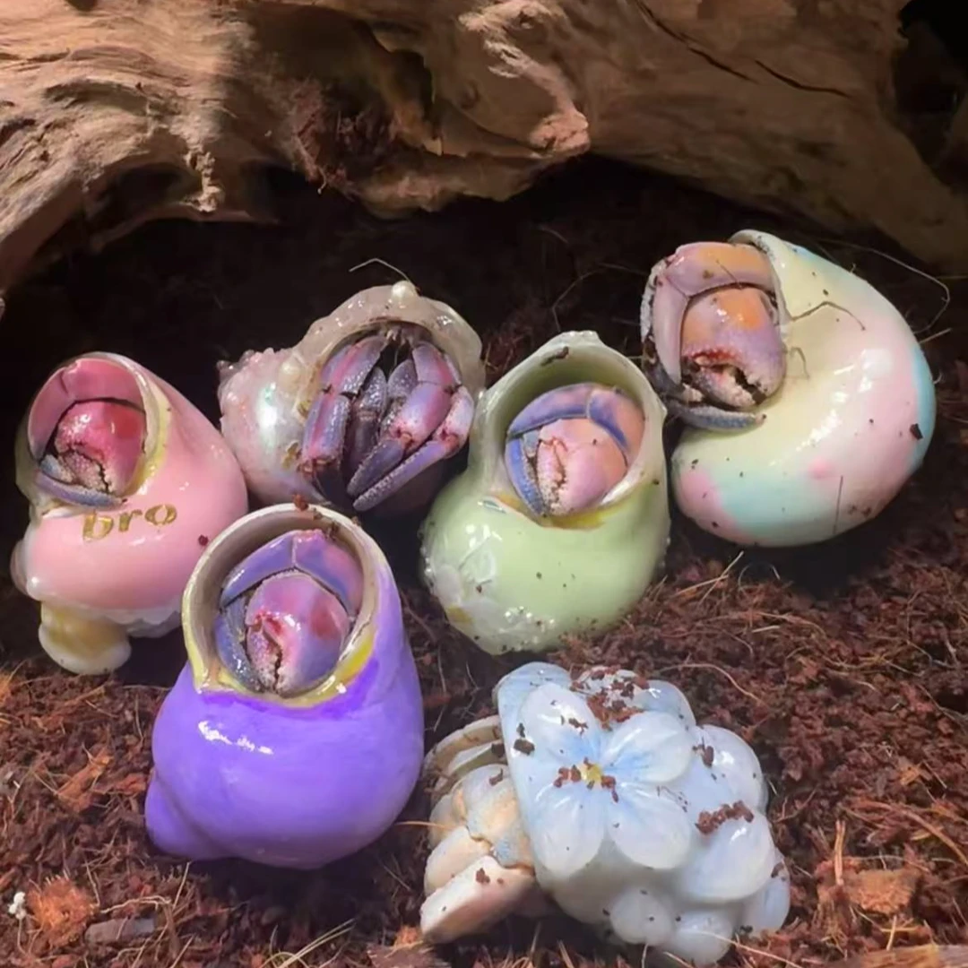 【现场挑选】紫陆寄居蟹精品宠物活体淡水桌面观赏宠物