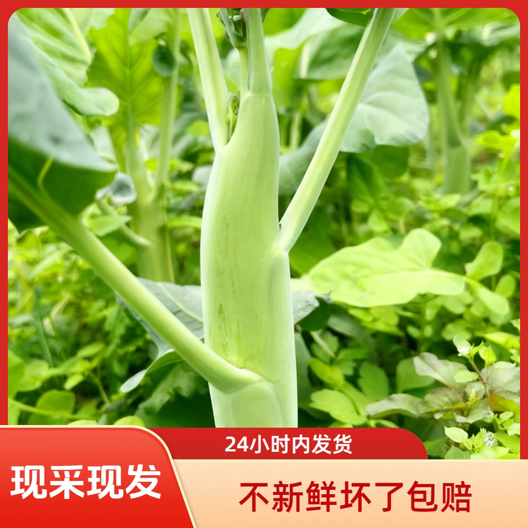 【鸡腿芥兰】正宗鸡腿芥兰甜芥蓝新鲜蔬菜生吃甜脆多汁家庭种植爽脆