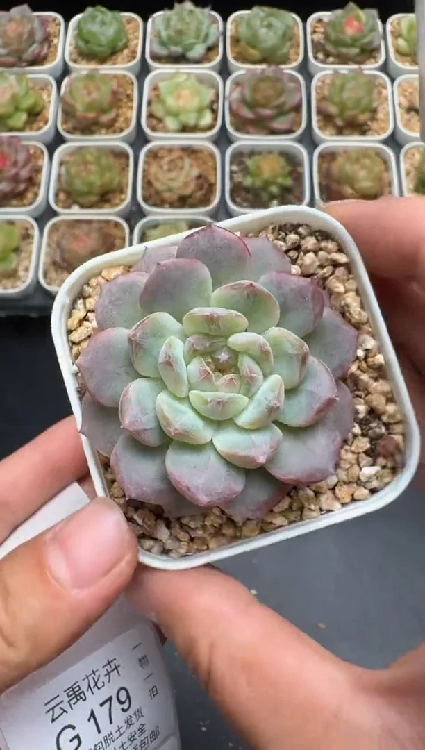 178G云禹多肉植物 脱土纸巾打包 3颗包邮