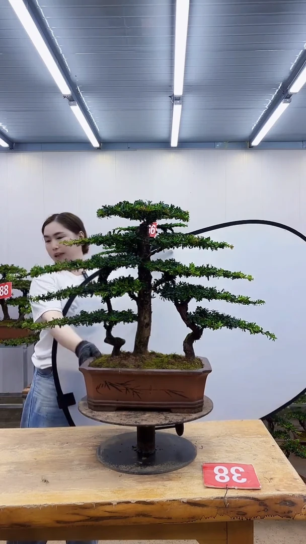无花朵一物一拍，所见即所得