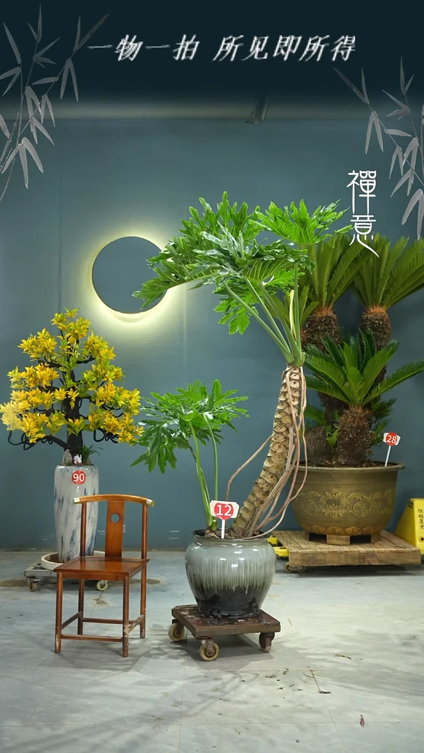 无花朵香51415415