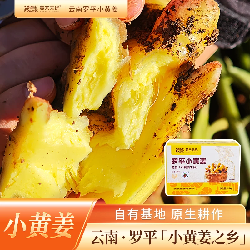 姜来无忧带泥云南罗平小黄姜生姜黄姜月子姜农家土姜煲汤去腥