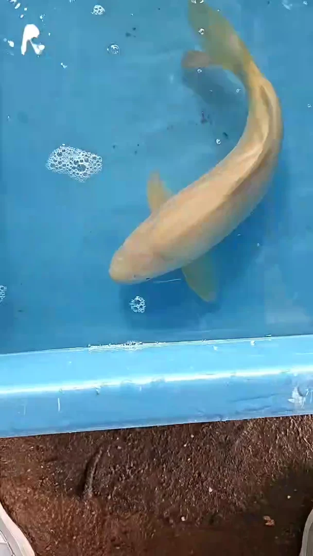 锦鲤太饱锦鲤36cm-48cm不包邮到付具体尺寸和品类以直播间为准