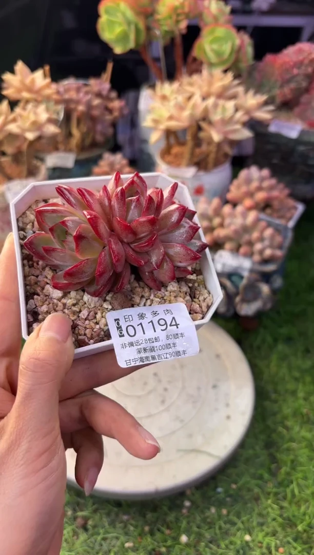 昆明印象多肉01194