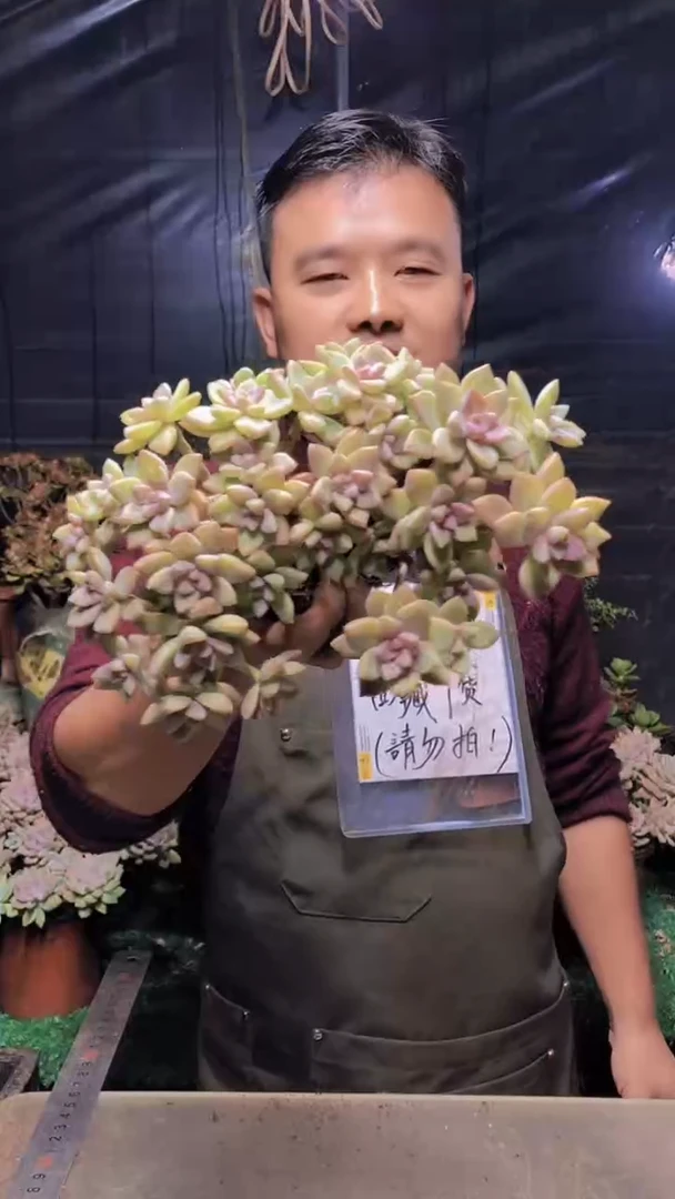 260淡雪缀化（一物一拍）