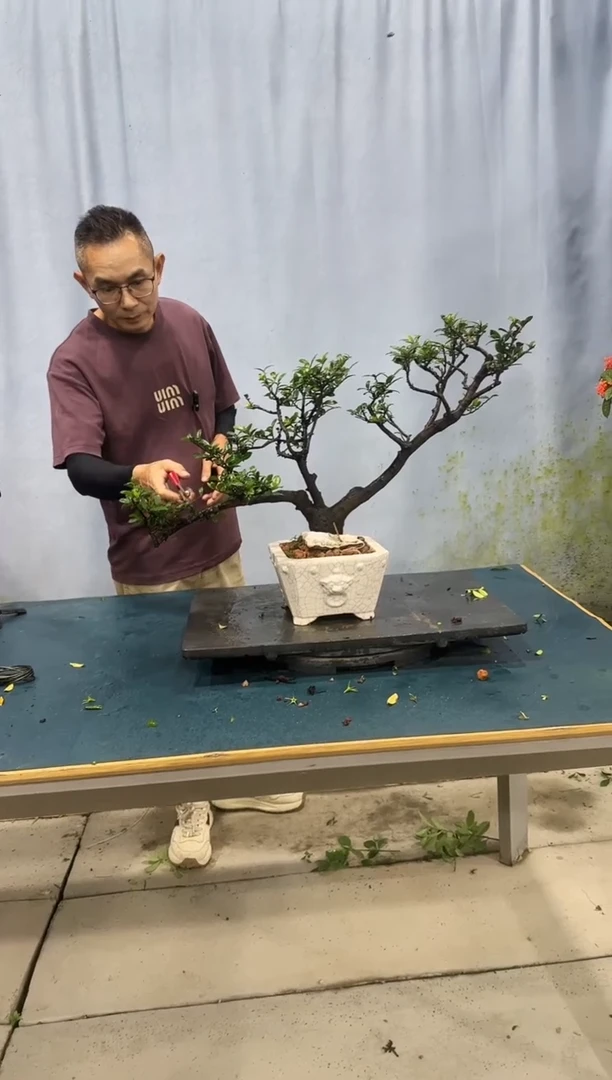 无花朵翠米茶翠米茶翠米茶翠米茶翠米茶